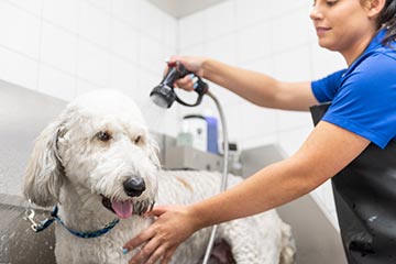 Splish, Splash, I was taking a bath K9 Resorts is a successful, national franchise that offers a luxury dog hotel with a resort-style experience, combining familiar comforts with recreational fun.